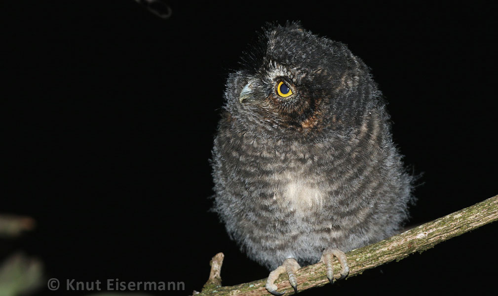 juvenile Bearded Screech-Owl by Knut Eisermann