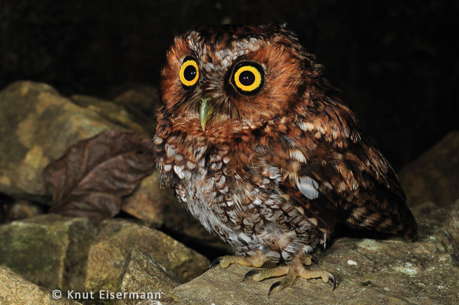 Bearded Screech-Owl, upgraded from Near Threatened to Vulnerable