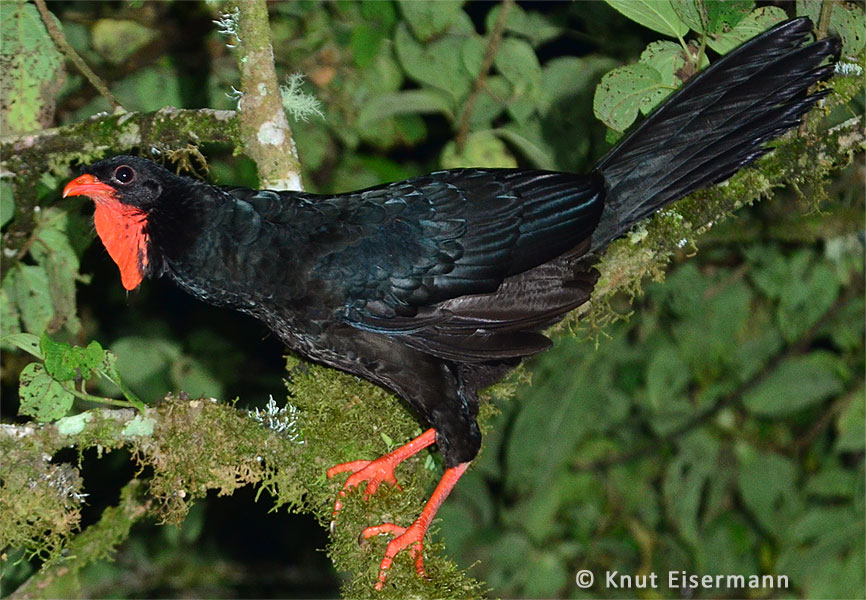 research on Highland Guan