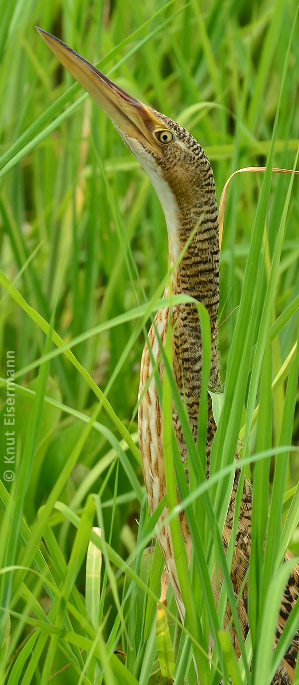 Pinnated Bittern